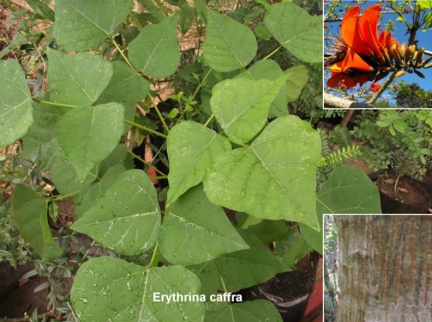 Erythrina caffra