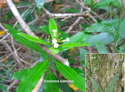 Gonioma kamassi