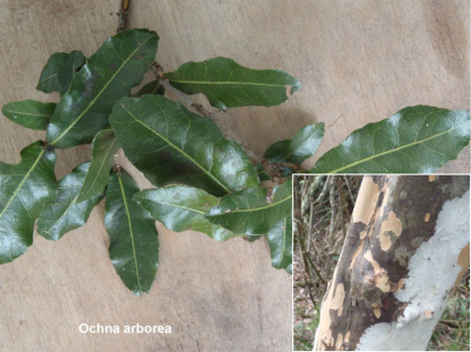 Ochna arborea