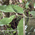 Olea capensis ssp macrocarpa