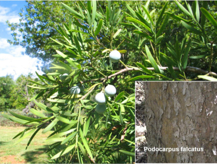 Podocarpus falcatus