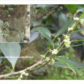 Robsonodendron eucleiforme