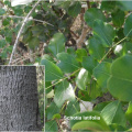 Schotia latifolia