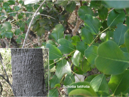 Schotia latifolia