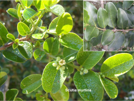 Scutia myrtina