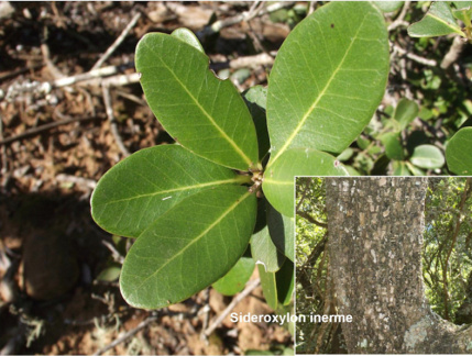 Sideroxylon inerme