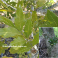 Smelophyllum capense