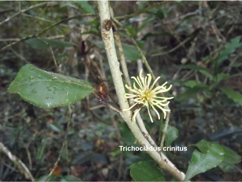 Trichocladus crinitus.jpg