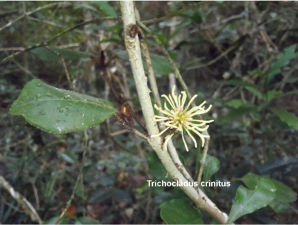 Trichocladus crinitus