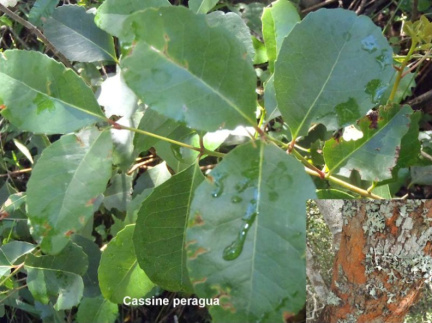 Cassine peragua