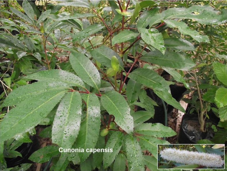 Cunonia capensis.jpg