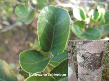 Mystroxylon aethiopicum
