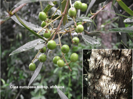 Olea europaea ssp africana