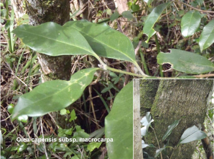 Olea capensis ssp macrocarpa